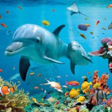 Bawimy się i uczymy online- Ocean Bawimy się i uczymy online- Ocean
